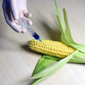 corn