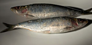 fermented-sardines-recipes