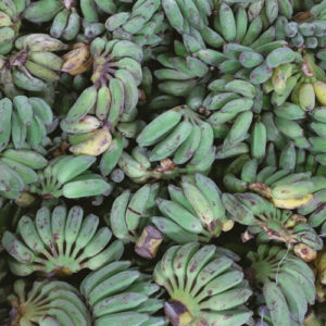 Green bananas