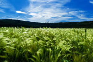 field of green